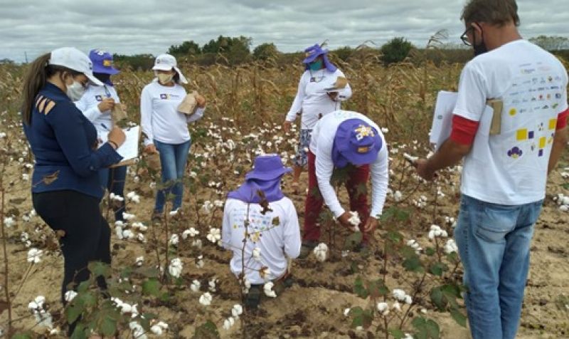 Sertão do Araripe comemora a produção de algodão agroecológico deste ano