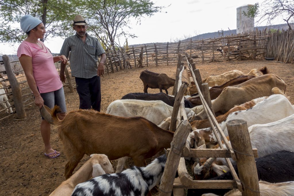 CAATINGA chega aos 34 anos assessorando quase mil famílias no Araripe